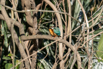 木枝に留まって日向ぼっこする冬の翡翠(カワセミ)