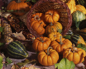 pumpkins and gourds