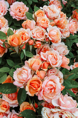 Pink rose bush in bloom