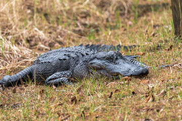 American Florida Alligator
