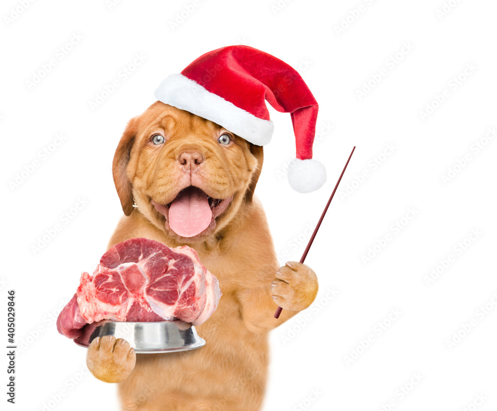 Poster puppy wering red santa hat holds bowl of raw meat and points away on empty space. isolated on white 