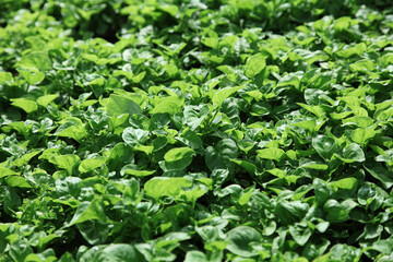 Fresh organic Asian spinach in garden