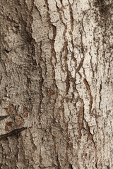 Texture from the bark of oak