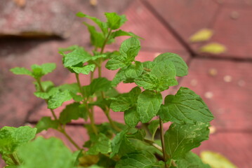 Green and fresh Mint leaves in day light