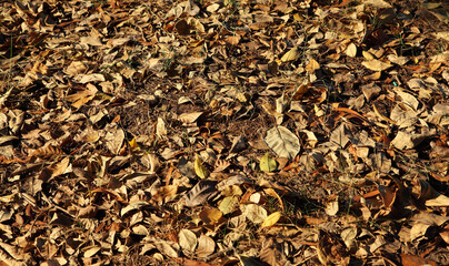 Dry leafs cover surface of ground
