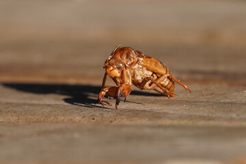 cicada's shell macro