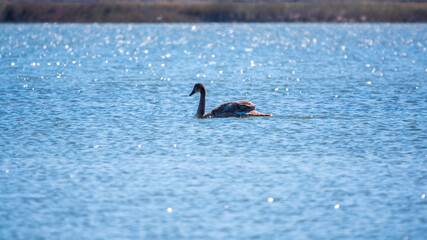 A young brown coloured white swan swims on the water. Portrait of a young gray swan swimming on a lake.