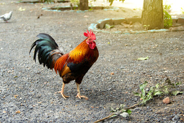 Stray thai rooster chicken bantam colorful in the temple at foraging itself.