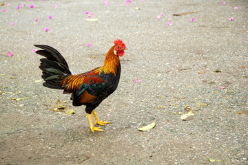Stray thai rooster chicken bantam colorful in the temple at foraging itself.