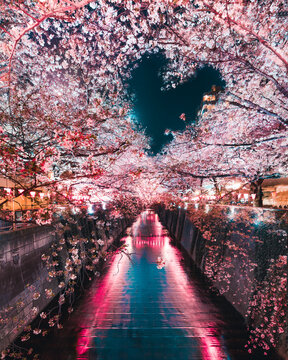 Canal surrounded by cherry blossom trees with heart shape