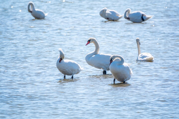 Obraz premium Graceful white Swans swimming in the lake, swans in the wild