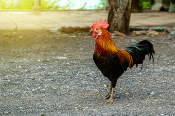 Stray thai rooster chicken bantam colorful in the temple at foraging itself.