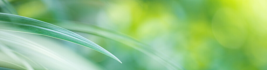 Nature of green leaf in garden at summer. Natural green leaves plants using as spring background cover page greenery environment ecology wallpaper
