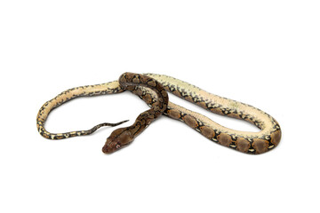 Obraz premium Corpse of dead baby reticulated python snake isolated on white background.