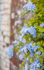 Blooming bush of blue flowers. Spring season at countryside. Old blooming park. Spring in a park