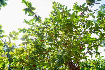 Low angle shot of a big tree with many branches.