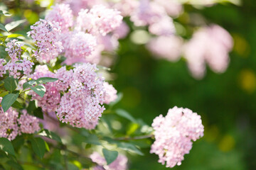 Lilac blooming. Bush of lilac in the garden. Background of flowering lilac