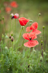 glade of flowering poppies. Blooming poppies. 