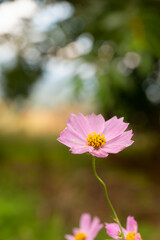 Cosmos flower nature wood on abstract