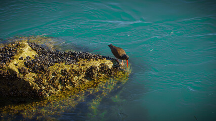 American Oystercatcher Sips From Ocean
