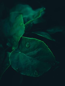 Water droplets on green leaf