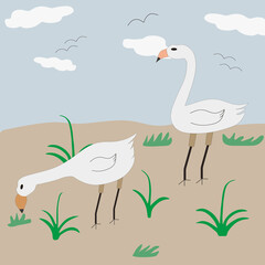 two storks in the rice fields