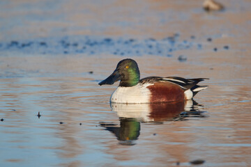 Male shoveler swims in the lake