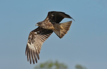 A medium sized bird Male and female have the same characteristics. The body is dark brown and yellow both above and below. Dark brown wings The tail is shallow, the mouth is short, sharp and black.
