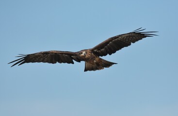 A medium sized bird Male and female have the same characteristics. The body is dark brown and...