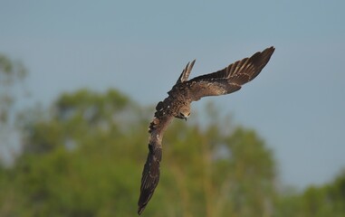 A medium sized bird Male and female have the same characteristics. The body is dark brown and...