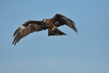 A medium sized bird Male and female have the same characteristics. The body is dark brown and yellow both above and below. Dark brown wings The tail is shallow, the mouth is short, sharp and black.