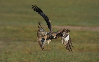 A medium sized bird Male and female have the same characteristics. The body is dark brown and yellow both above and below. Dark brown wings The tail is shallow, the mouth is short, sharp and black.