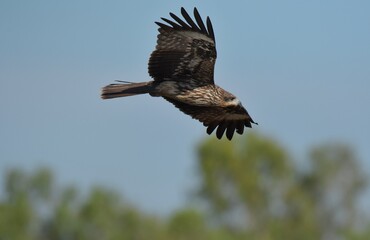 A medium sized bird Male and female have the same characteristics. The body is dark brown and yellow both above and below. Dark brown wings The tail is shallow, the mouth is short, sharp and black.