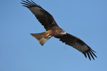 A medium sized bird Male and female have the same characteristics. The body is dark brown and yellow both above and below. Dark brown wings The tail is shallow, the mouth is short, sharp and black.