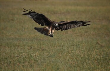 A medium sized bird Male and female have the same characteristics. The body is dark brown and yellow both above and below. Dark brown wings The tail is shallow, the mouth is short, sharp and black.