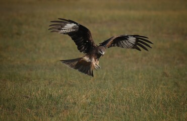 A medium sized bird Male and female have the same characteristics. The body is dark brown and yellow both above and below. Dark brown wings The tail is shallow, the mouth is short, sharp and black.
