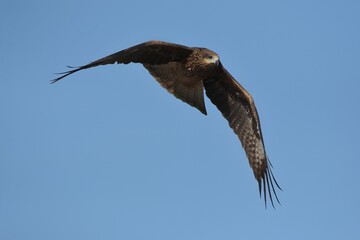 A medium sized bird Male and female have the same characteristics. The body is dark brown and...