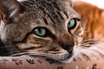 close up of a cat