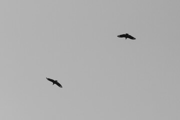 birds flying in the sky