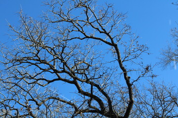tree branches against blue sky