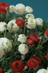ranunculus bouquet  background.Spring flowers. Buttercups flower. White and red ranunculus flower bouquet on bright blue background. International Women's Day, Mother's Day.