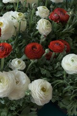 ranunculus bouquet.Spring flowers. Buttercups flower. White and red ranunculus flower bouquet on bright blue background. International Women's Day, Mother's Day.