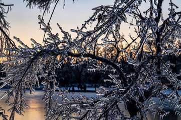 Landscape of branches in ice after snow in Nanhu Park, Changchun, China