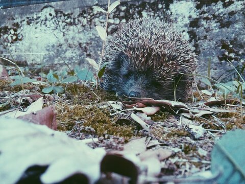 Hedgehog on brown dried leaves
