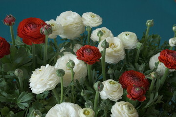 ranunculus bouquet close-up background.Spring flowers. Buttercups flower. White and red ranunculus flower bouquet . International Women's Day, Mother's Day.