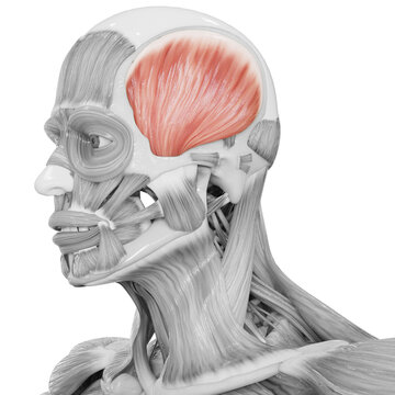 Human Body Muscular System Head Muscles Temporal Muscle Anatomy