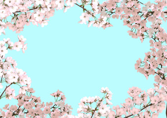 Obraz na płótnie Canvas 満開の桜の花