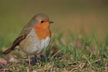 Close up of a robin in the wild
