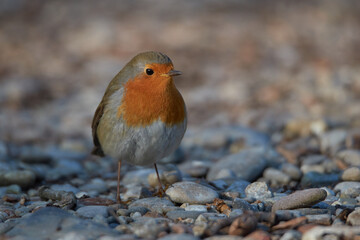 Close up of a robin in the wild