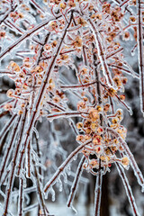 Flowers set in ice after snow